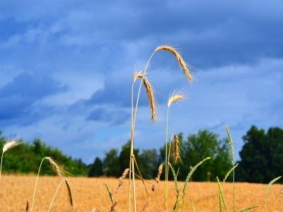 Vegan Organic Grower? Want to join our directory?